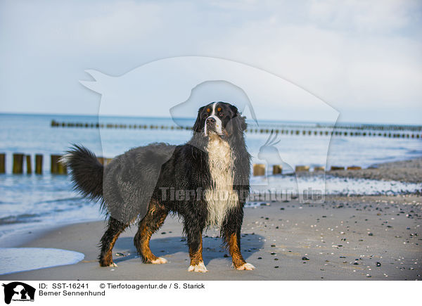 Berner Sennenhund / Bernese Mountain Dog / SST-16241