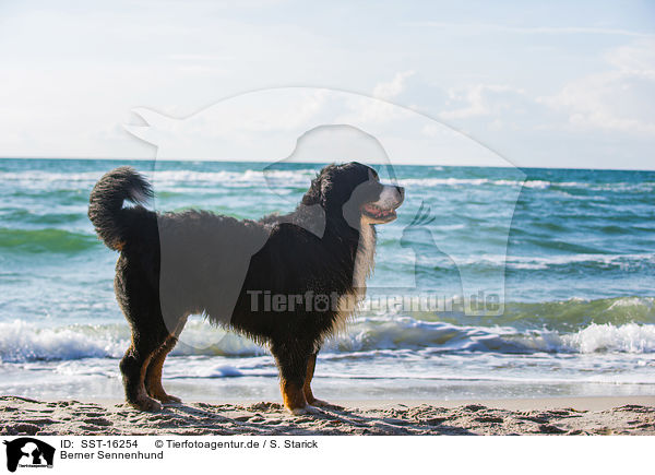 Berner Sennenhund / Bernese Mountain Dog / SST-16254
