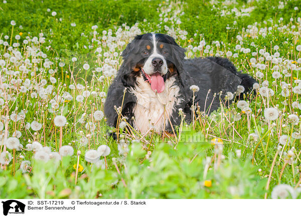 Berner Sennenhund / Bernese Mountain Dog / SST-17219