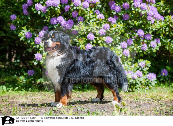 Berner Sennenhund / Bernese Mountain Dog / SST-17254