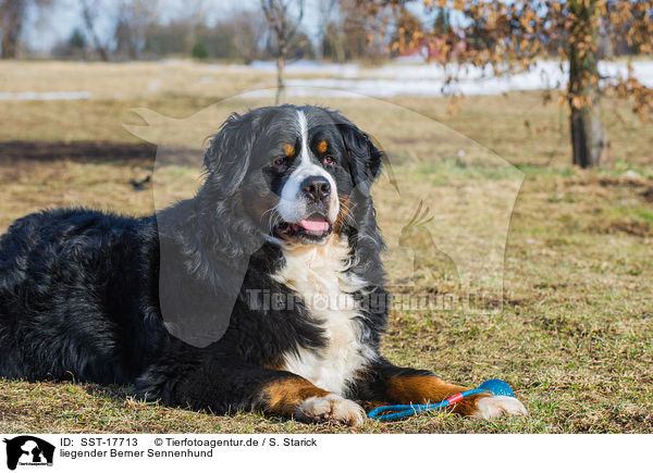 liegender Berner Sennenhund / lying Bernese Mountain Dog / SST-17713