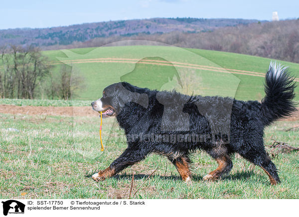 spielender Berner Sennenhund / playing Bernese Mountain Dog / SST-17750