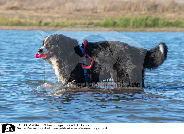Berner Sennenhund wird ausgebildet zum Wasserrettungshund / Bernese Mountain Dog is trained as a water rescue dog / SST-19004
