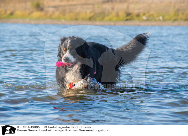 Berner Sennenhund wird ausgebildet zum Wasserrettungshund / Bernese Mountain Dog is trained as a water rescue dog / SST-19005