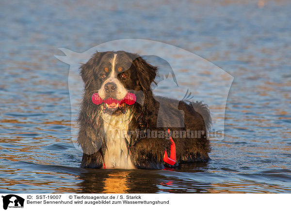 Berner Sennenhund wird ausgebildet zum Wasserrettungshund / Bernese Mountain Dog is trained as a water rescue dog / SST-19007