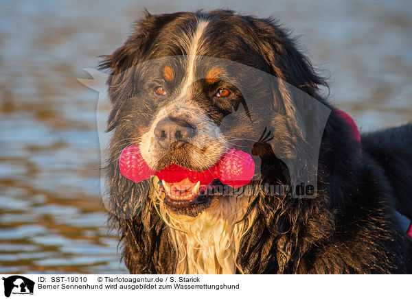 Berner Sennenhund wird ausgebildet zum Wasserrettungshund / Bernese Mountain Dog is trained as a water rescue dog / SST-19010