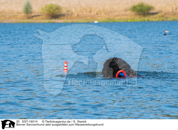 Berner Sennenhund wird ausgebildet zum Wasserrettungshund / Bernese Mountain Dog is trained as a water rescue dog / SST-19014