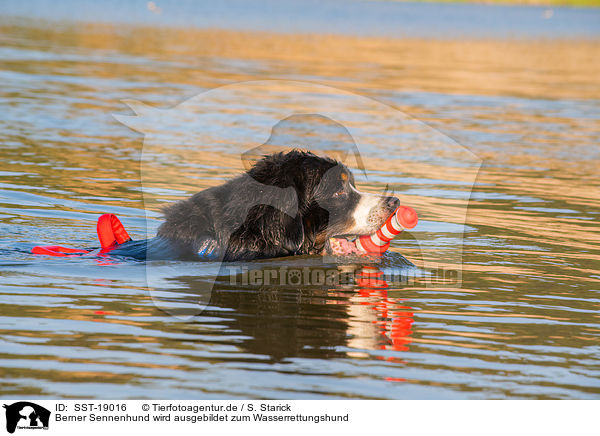 Berner Sennenhund wird ausgebildet zum Wasserrettungshund / Bernese Mountain Dog is trained as a water rescue dog / SST-19016