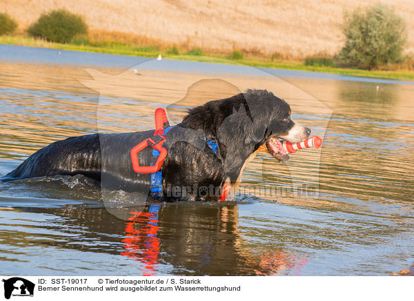 Berner Sennenhund wird ausgebildet zum Wasserrettungshund / Bernese Mountain Dog is trained as a water rescue dog / SST-19017