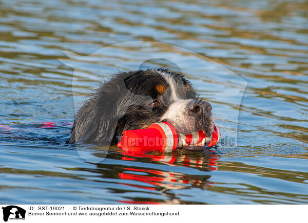Berner Sennenhund wird ausgebildet zum Wasserrettungshund / Bernese Mountain Dog is trained as a water rescue dog / SST-19021