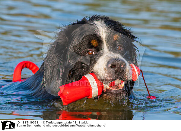 Berner Sennenhund wird ausgebildet zum Wasserrettungshund / SST-19023