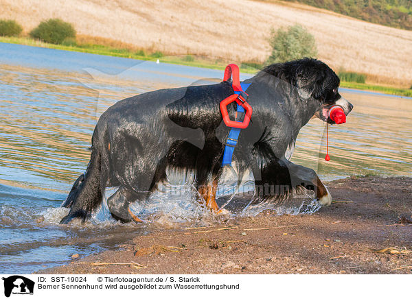 Berner Sennenhund wird ausgebildet zum Wasserrettungshund / Bernese Mountain Dog is trained as a water rescue dog / SST-19024