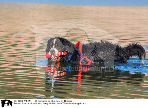 Berner Sennenhund wird ausgebildet zum Wasserrettungshund / Bernese Mountain Dog is trained as a water rescue dog / SST-19025