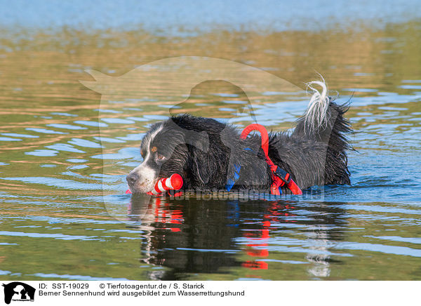 Berner Sennenhund wird ausgebildet zum Wasserrettungshund / Bernese Mountain Dog is trained as a water rescue dog / SST-19029