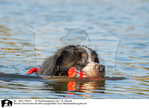 Berner Sennenhund wird ausgebildet zum Wasserrettungshund / SST-19031