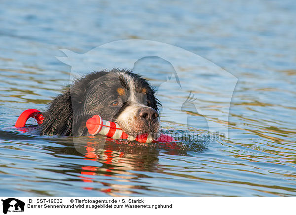 Berner Sennenhund wird ausgebildet zum Wasserrettungshund / Bernese Mountain Dog is trained as a water rescue dog / SST-19032