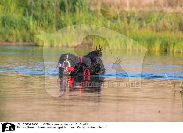 Berner Sennenhund wird ausgebildet zum Wasserrettungshund / Bernese Mountain Dog is trained as a water rescue dog / SST-19033