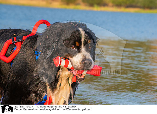 Berner Sennenhund wird ausgebildet zum Wasserrettungshund / Bernese Mountain Dog is trained as a water rescue dog / SST-19037