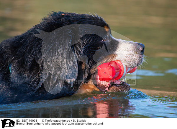 Berner Sennenhund wird ausgebildet zum Wasserrettungshund / Bernese Mountain Dog is trained as a water rescue dog / SST-19038