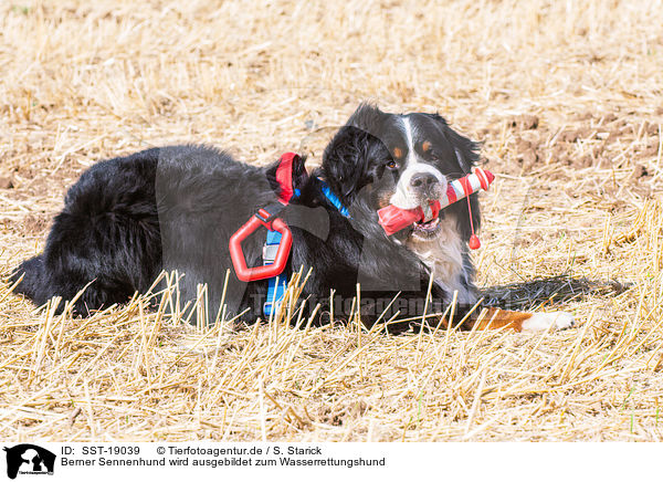 Berner Sennenhund wird ausgebildet zum Wasserrettungshund / Bernese Mountain Dog is trained as a water rescue dog / SST-19039