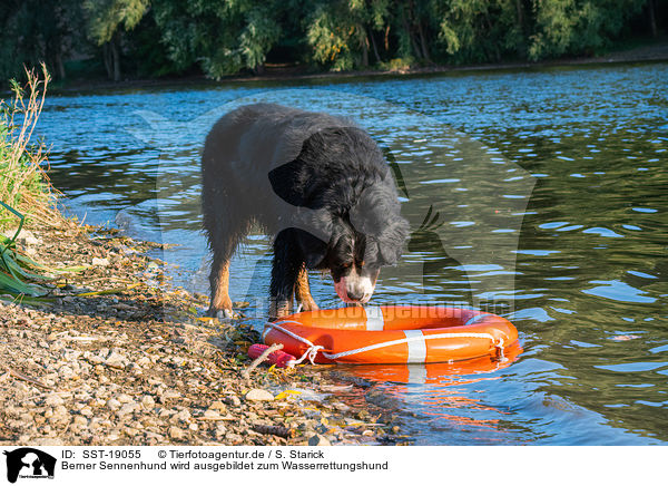 Berner Sennenhund wird ausgebildet zum Wasserrettungshund / SST-19055