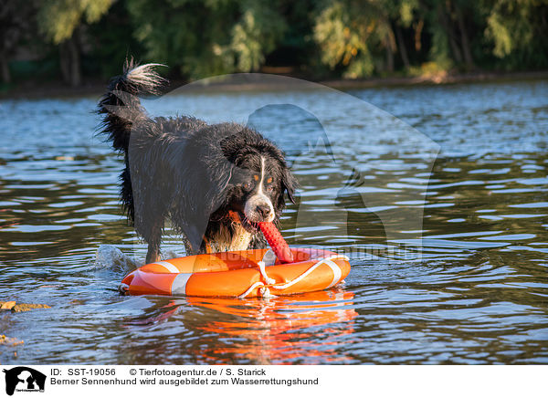 Berner Sennenhund wird ausgebildet zum Wasserrettungshund / Bernese Mountain Dog is trained as a water rescue dog / SST-19056