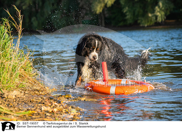 Berner Sennenhund wird ausgebildet zum Wasserrettungshund / Bernese Mountain Dog is trained as a water rescue dog / SST-19057