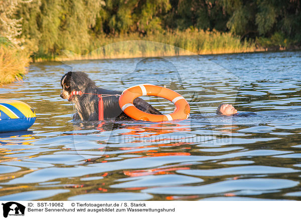 Berner Sennenhund wird ausgebildet zum Wasserrettungshund / Bernese Mountain Dog is trained as a water rescue dog / SST-19062