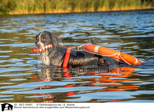Berner Sennenhund wird ausgebildet zum Wasserrettungshund / SST-19067