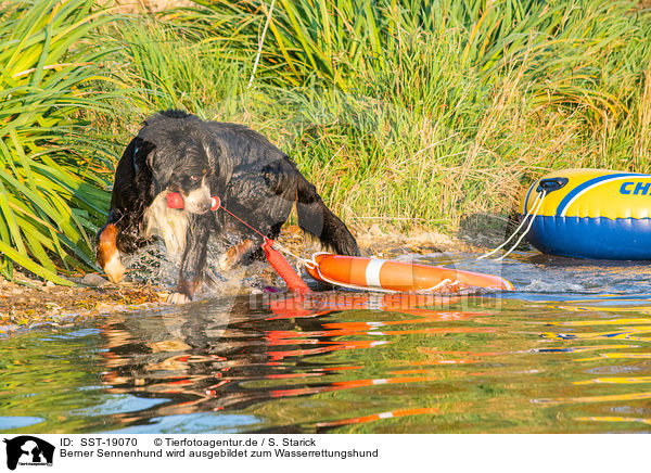 Berner Sennenhund wird ausgebildet zum Wasserrettungshund / Bernese Mountain Dog is trained as a water rescue dog / SST-19070