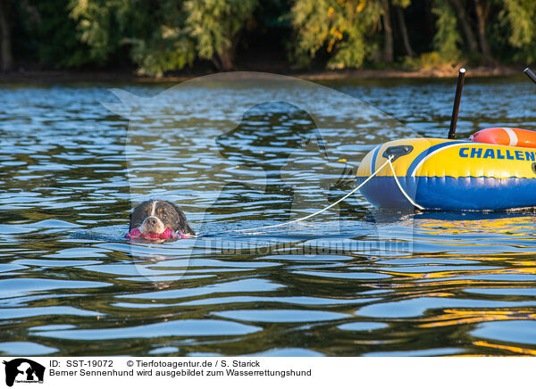 Berner Sennenhund wird ausgebildet zum Wasserrettungshund / Bernese Mountain Dog is trained as a water rescue dog / SST-19072