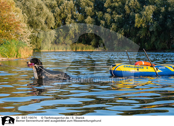 Berner Sennenhund wird ausgebildet zum Wasserrettungshund / Bernese Mountain Dog is trained as a water rescue dog / SST-19074