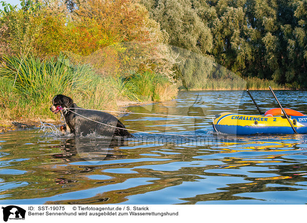 Berner Sennenhund wird ausgebildet zum Wasserrettungshund / Bernese Mountain Dog is trained as a water rescue dog / SST-19075