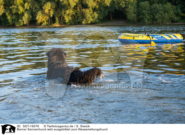 Berner Sennenhund wird ausgebildet zum Wasserrettungshund / Bernese Mountain Dog is trained as a water rescue dog / SST-19076