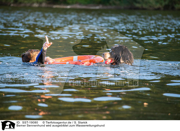 Berner Sennenhund wird ausgebildet zum Wasserrettungshund / Bernese Mountain Dog is trained as a water rescue dog / SST-19080
