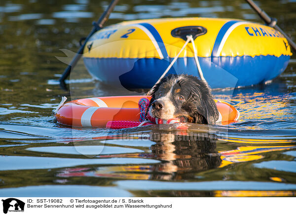 Berner Sennenhund wird ausgebildet zum Wasserrettungshund / Bernese Mountain Dog is trained as a water rescue dog / SST-19082