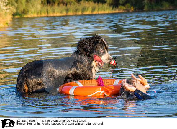 Berner Sennenhund wird ausgebildet zum Wasserrettungshund / Bernese Mountain Dog is trained as a water rescue dog / SST-19084