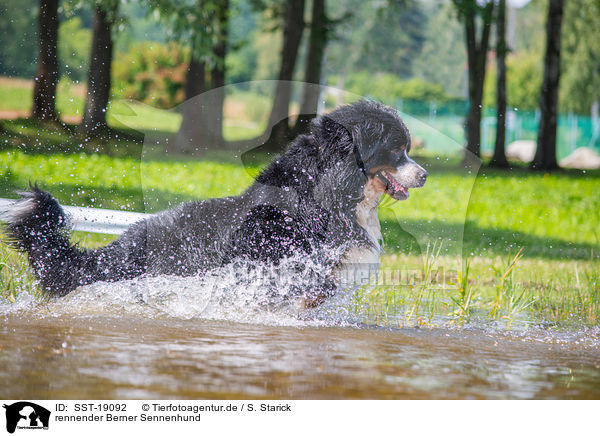 rennender Berner Sennenhund / running Bernese Mountain Dog / SST-19092
