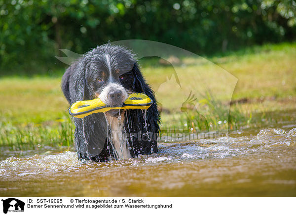 Berner Sennenhund wird ausgebildet zum Wasserrettungshund / SST-19095