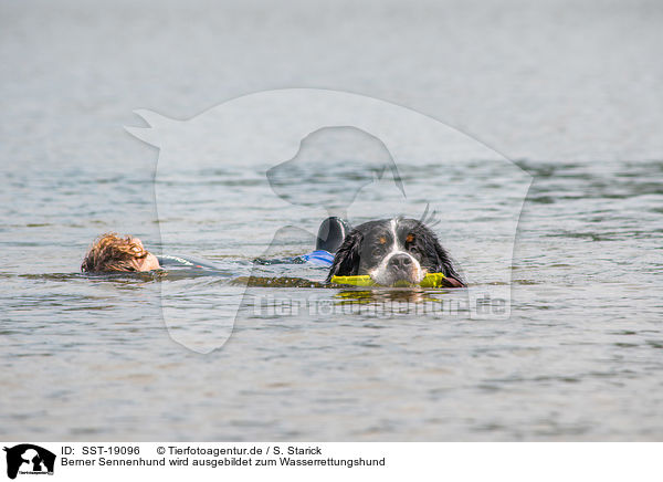 Berner Sennenhund wird ausgebildet zum Wasserrettungshund / SST-19096