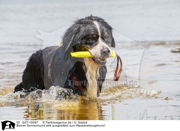 Berner Sennenhund wird ausgebildet zum Wasserrettungshund / Bernese Mountain Dog is trained as a water rescue dog / SST-19097