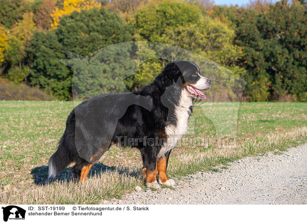 stehender Berner Sennenhund / SST-19199