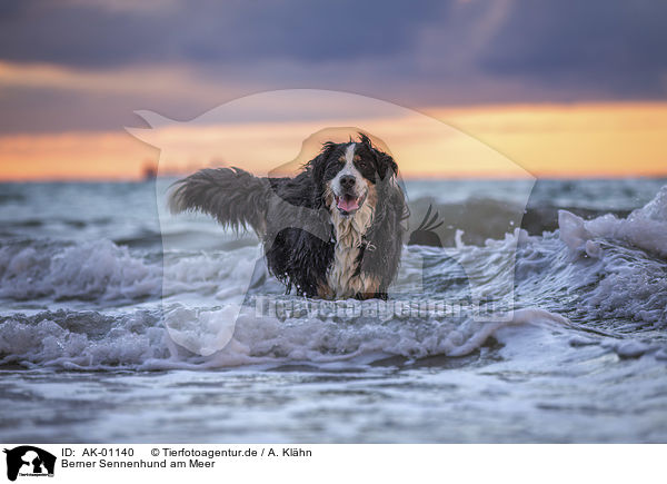 Berner Sennenhund am Meer / AK-01140