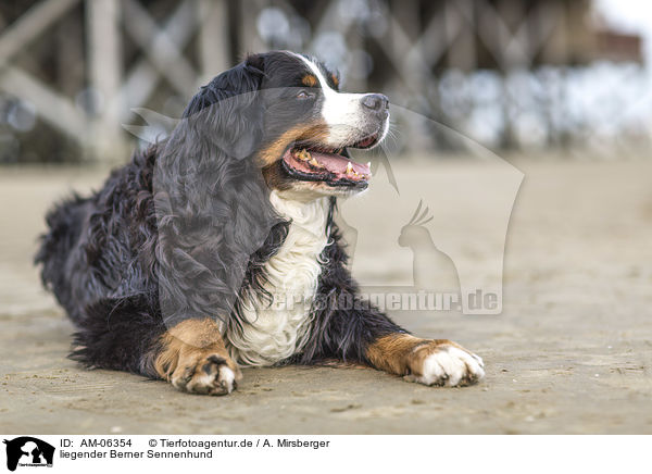 liegender Berner Sennenhund / lying Bernese Mountain Dog / AM-06354