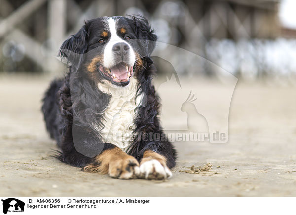 liegender Berner Sennenhund / lying Bernese Mountain Dog / AM-06356