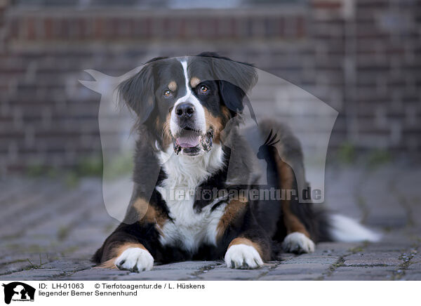 liegender Berner Sennenhund / lying Bernese Mountain Dog / LH-01063