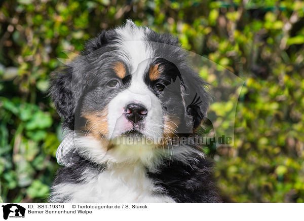 Berner Sennenhund Welpe / Bernese Moutnain Dog Puppy / SST-19310