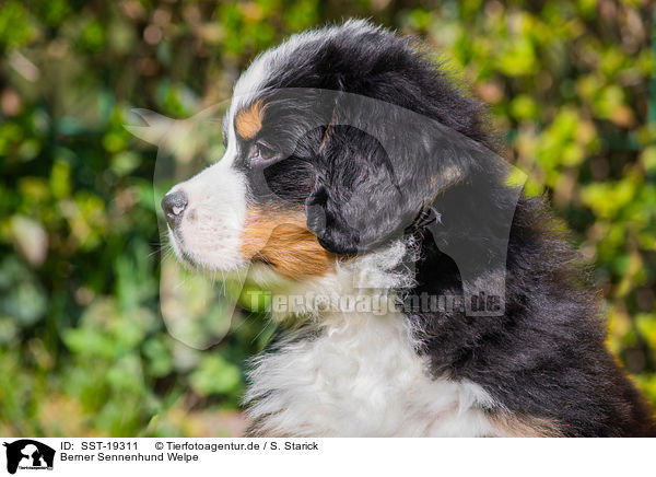 Berner Sennenhund Welpe / Bernese Moutnain Dog Puppy / SST-19311