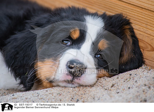 liegender Berner Sennenhund Welpe / lying Bernese Mountain Dog Puppy / SST-19317