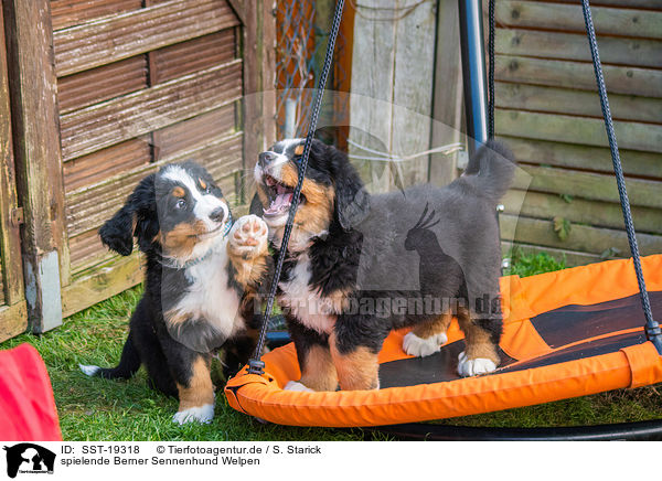 spielende Berner Sennenhund Welpen / playing Bernese Mountain Dog Puppies / SST-19318